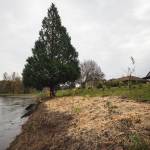 Native plants recently planted by the King Conservation District in the backyard of Don and Janet Crawleys house in Auburn. The native plants replaced invasive species to provide better habitat and erosion prevention on the bank of the Green River. Photo by Henry Stewart-Wood/Sound Publishing
