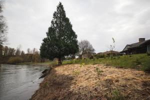 Native plants recently planted by the King Conservation District in the backyard of Don and Janet Crawley's house in Auburn. The native plants replaced invasive species to provide better habitat and erosion prevention on the west bank of the Green River. Photo by Henry Stewart-Wood/Sound Publishing