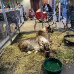 Coastal, in partnership with Purina, will be bringing Santas reindeer to the Coastal store across from the Outlet Collection mall in Auburn on Sunday, Dec. 12, from 2–6 p.m. Photo courtesy of Coastal.