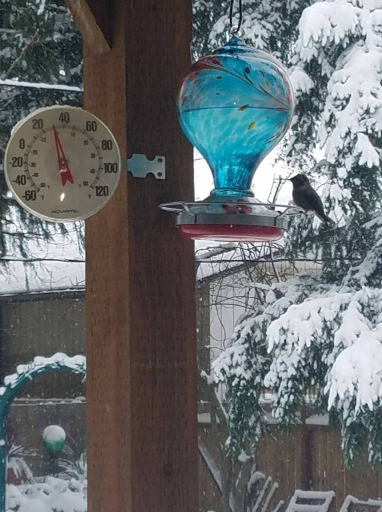 Photo submitted to Auburn Reporter by Connie Richards Henke