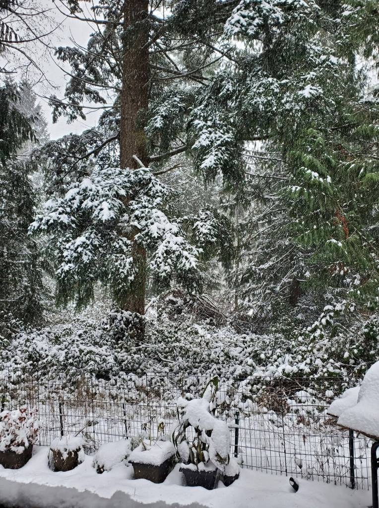 Photo submitted to Auburn Reporter by Ann Bellisle