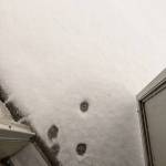 I call this one Nope. Photo submitted to Auburn Reporter by Sarah Miller