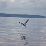 At Dash Point on June 16, 2022. Henry Stewart-Wood/Sound Publishing