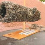 3 months of quagga mussel accumulation on pipe. Photo credit: Washington Department of Fish and Wildlife.