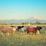 Bless Ewe Sheep Farm. Photo courtesy of Carolynn Bernard