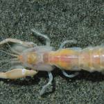 Courtesy of Dave Cowles.
The bay ghost shrimp, also known as Neotrypaea Californiensis.