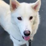 King County and Auburn have lowered pet adoption fees through Dec. 31. COURTESY PHOTO, Regional Animal Services of King County