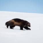 Jonis son Dale, born in 2021, strides across a blanket of snow on Mount Rainier in January of this year. He now has at least three other siblings who share the mountain, not to mention his mom and dad.