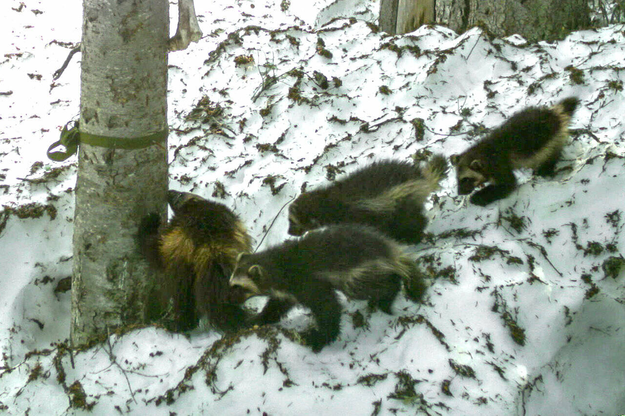 Contributed photo
Joni the wolverine leading her triplets through a monitoring station outside Mount Rainier National Park. The station snags DNA samples from the wolverines for testing and takes photos for the Cascades Carnivore Project.