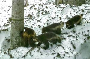 Contributed photo
Joni the wolverine leading her triplets through a monitoring station outside Mount Rainier National Park. The station snags DNA samples from the wolverines for testing and takes photos for the Cascades Carnivore Project.