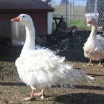 On a farm filled with retired show chickens, the most stunning birds are actually the two Sebastopol geese. Photo by Bailey Jo Josie/Sound Publishing.