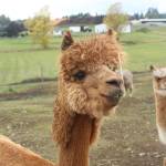 When getting shorn, the female alpacas get Bobblehead cuts while the male alpacas (pictured) get mullet cuts. Photo by Bailey Jo Josie/Sound Publishing.