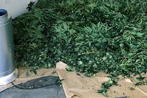 File photo showing a marijuana bust in King County. (File photo)