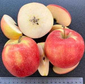 Sliced WA 64 apples show the newly released varietys yellow-pink skin and white interior. The WSU-bred apple has outstanding eating and storage qualities. Courtesy of Washington State University