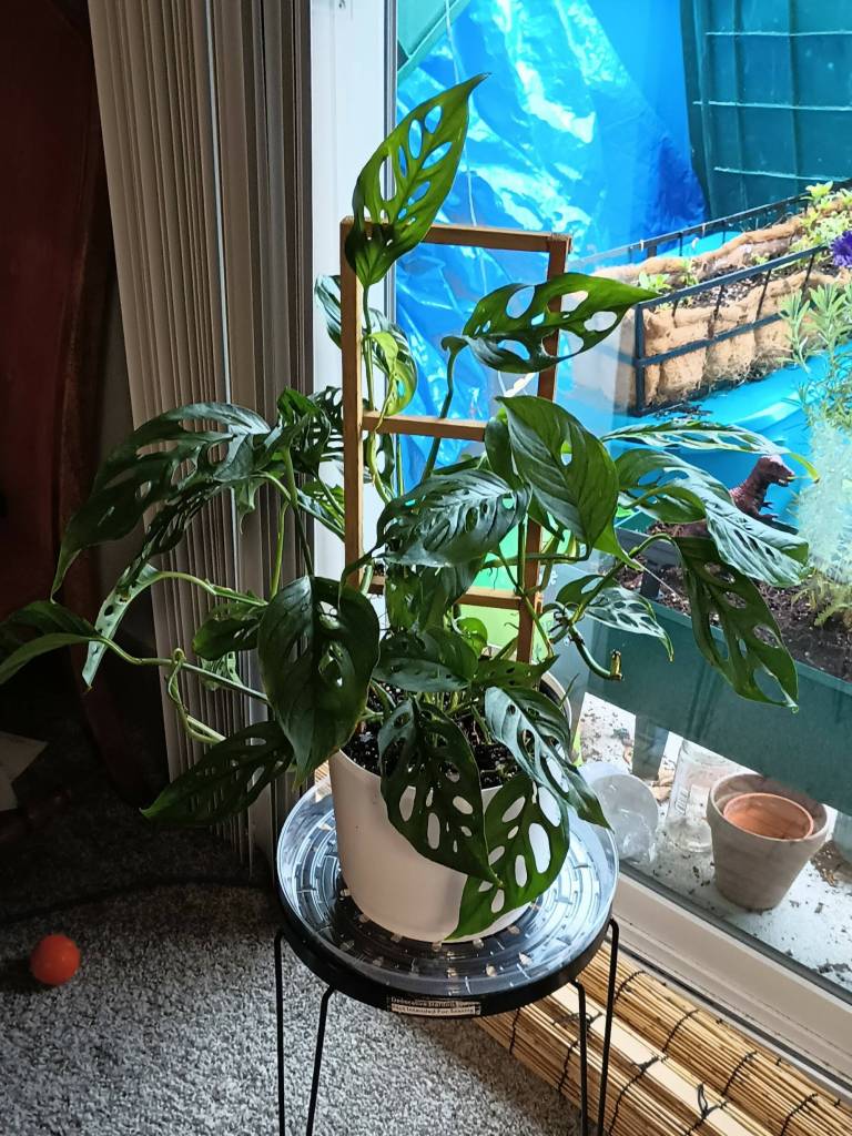 My Swiss Cheese Monstera named Barbie, this gorgeous plant has gifted me dozens of propagations.