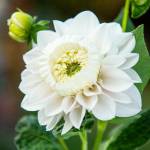 The daffodahlia received its name because the inward petals, which were supposed to curl outward, decided to instead curl inward and create a daffodil-like cup. Photo courtesy Kelsey Hall
