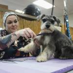 Pistol gets a trim by one of Tiki Tails expert dog groomers. Photo by Bailey Jo Josie/Sound Publishing.