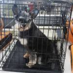 Once bathed and groomed, wind-tolerant dogs get dried down, fur blowing in the breeze. Photo by Bailey Jo Josie/Sound Publishing.