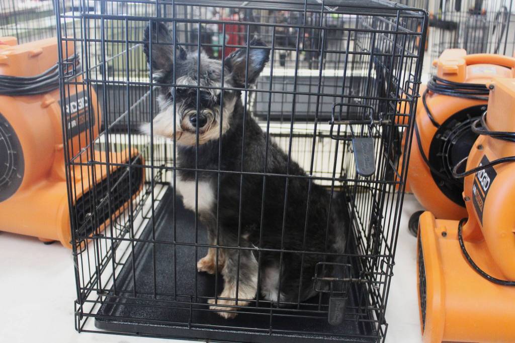 Once bathed and groomed, wind-tolerant dogs get dried down, fur blowing in the breeze. Photo by Bailey Jo Josie/Sound Publishing.