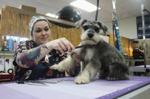 Pistol gets a trim by one of Tiki Tails expert dog groomers. Photo by Bailey Jo Josie/Sound Publishing.