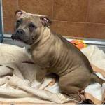 Photo courtesy of Auburn Valley Humane Society.