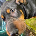 Photo courtesy of Regional Animal Services of King County (RASKC)