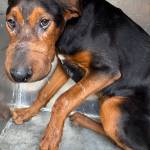 Photo courtesy of Regional Animal Services of King County (RASKC)