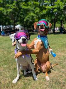 A scene from a past Petpalooza. Courtesy photo