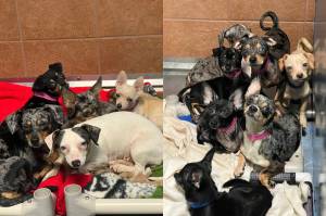 Some of dogs rescued from an Auburn duplex. Courtesy photos