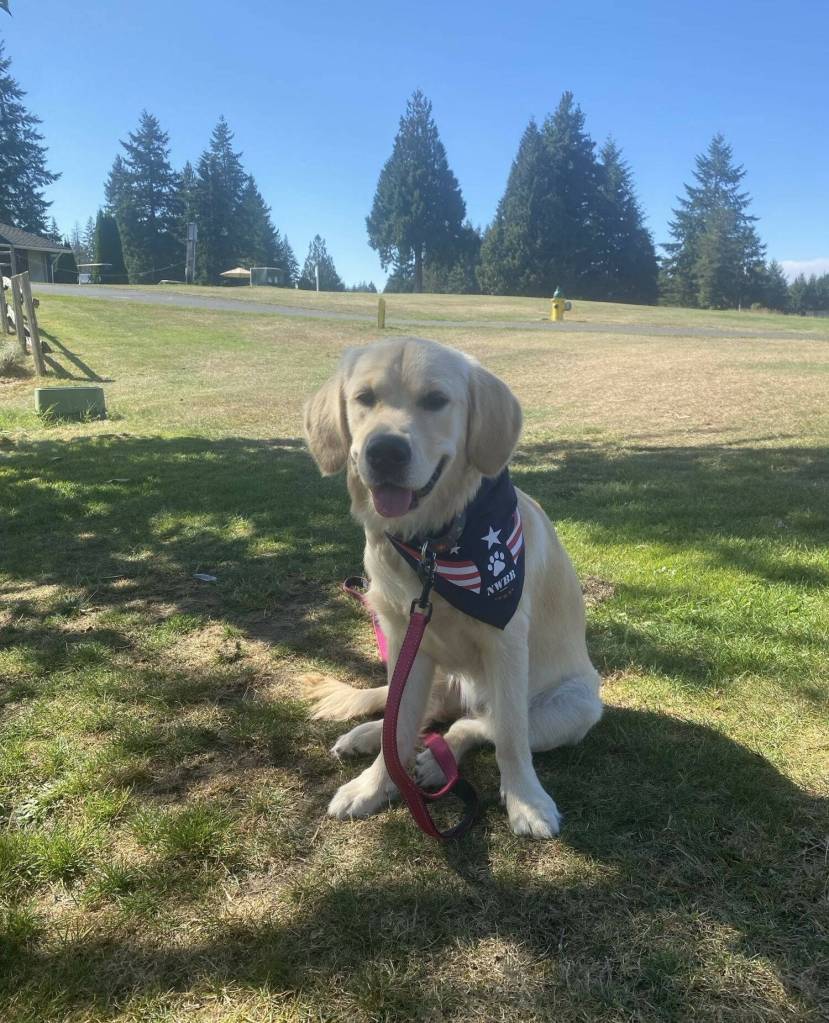 Bella is one of the Pledge-A-Pup dogs at Northwest Battle Buddies. Photos courtesy of Northwest Battle Buddies