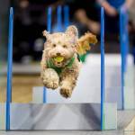 Scene from a past Petpalooza in Auburn. File photo