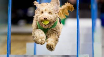 Scene from a past Petpalooza in Auburn. File photo