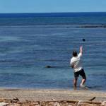 COURTESY PHOTO, U.S. Attorneys Office, District of Hawaii
A Covington man reportedly throws a rock at a monk seal in Hawaii.