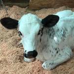 A cow at Hy-Grass Farms. Courtesy of MSCs Redondo Heights Food Bank Market