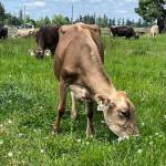 A cow at Hy-Grass Farms. Courtesy of MSCs Redondo Heights Food Bank Market