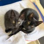 Two cats waiting for adoption at the Auburn Valley Humane Society. Photo by Madeleine Goldberger