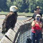 On a sunny Sunday a bald eagle perches on a boardwalk railing at the Nisqually Wildlife Refuge, allowing surprised visitors to take some up-close photos. Photo by Kevin Hanson
