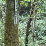 PHOTO BY KEVIN HANSON Creekside West is a popular trail at Lake Sawyer, keeping everyone heading in the right direction with frequent signage.